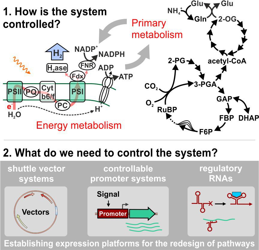 Molecular Biology of Cyanobacteria